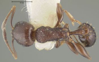 Media type: image;   Entomology 32435 Aspect: habitus dorsal view